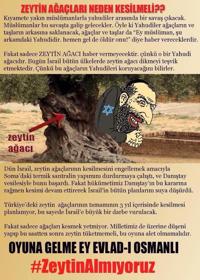 zeytin1